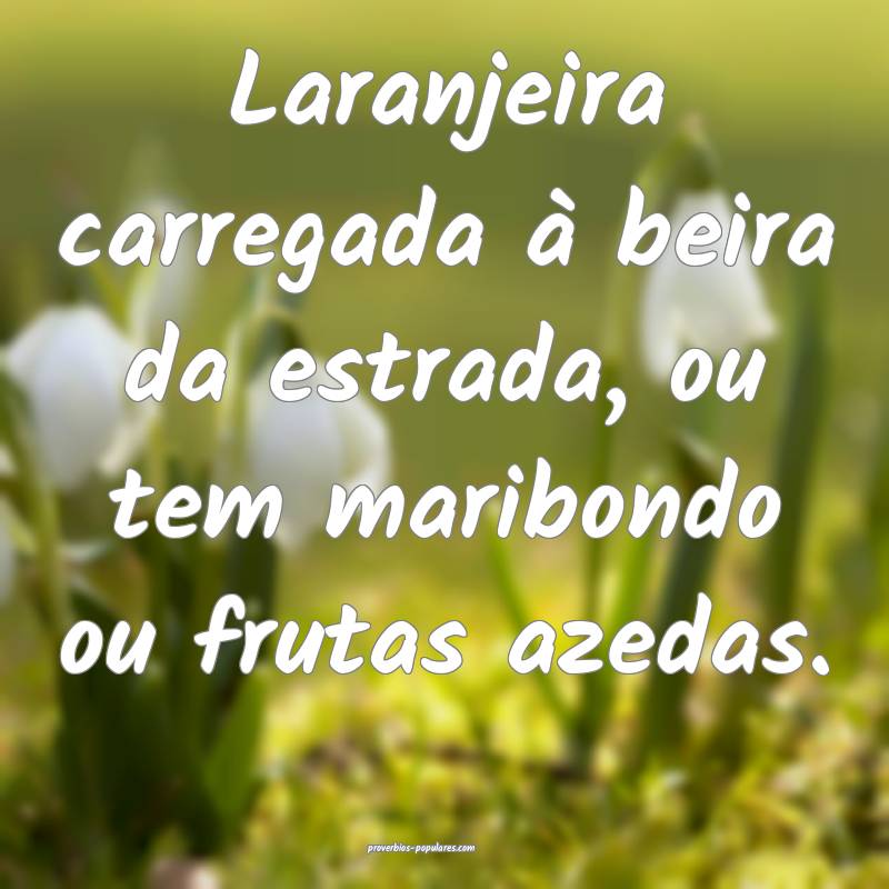 Laranjeira carregada à beira da estrada, ou tem maribondo ou frutas a...