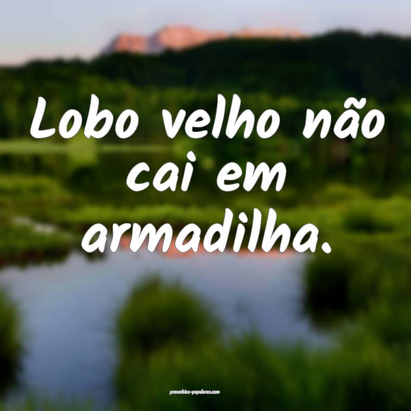 Lobo velho não cai em armadilha.
 ...