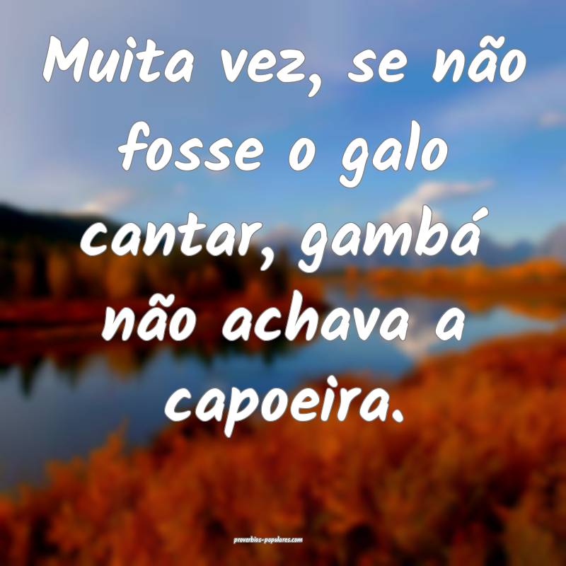 Muita vez, se não fosse o galo cantar, gambá nã ...