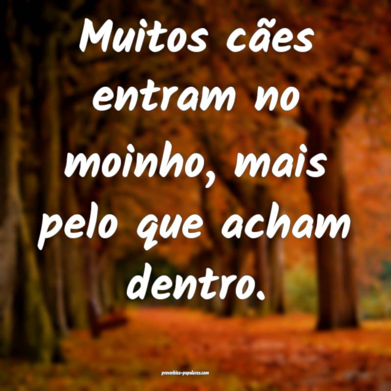 Muitos cães entram no moinho, mais pelo que acham ...