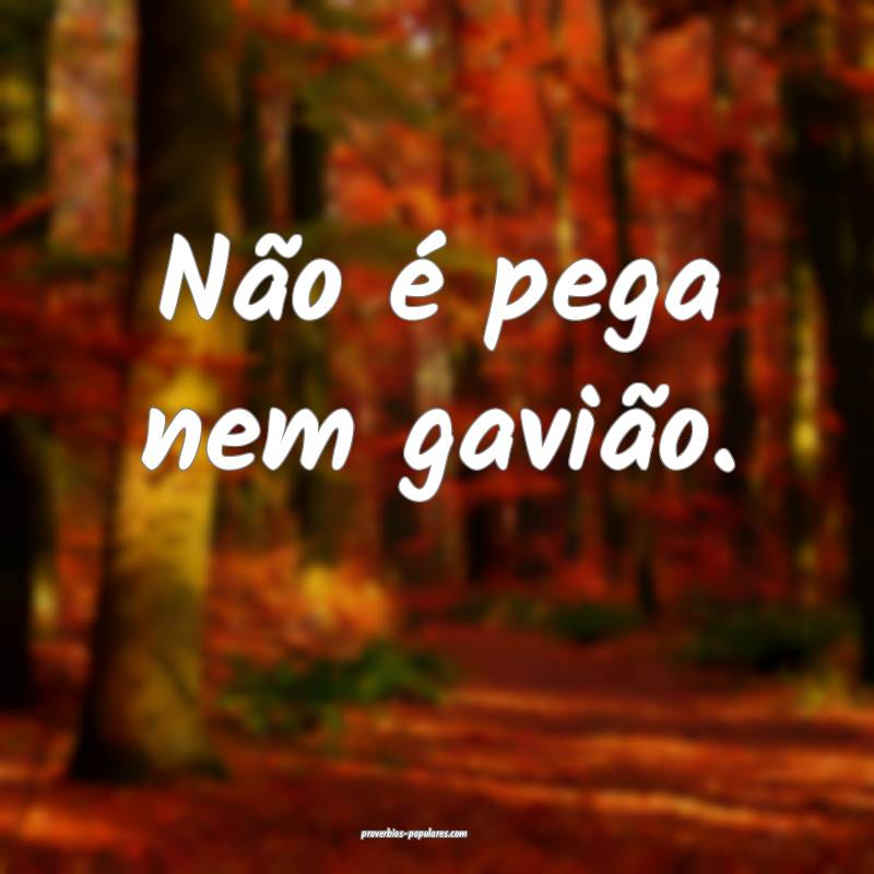 Não é pega nem gavião.
 ...