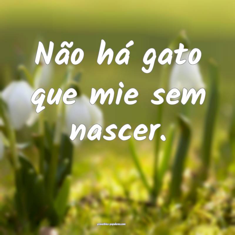 Não há gato que mie sem nascer.
...