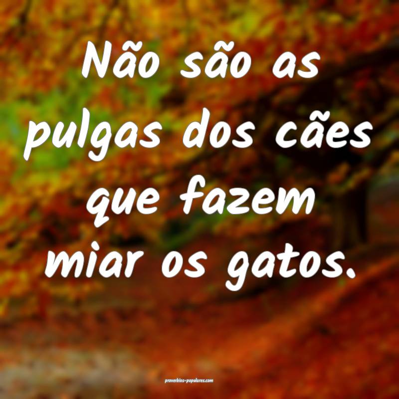 Não são as pulgas dos cães que fazem miar os gatos.
...