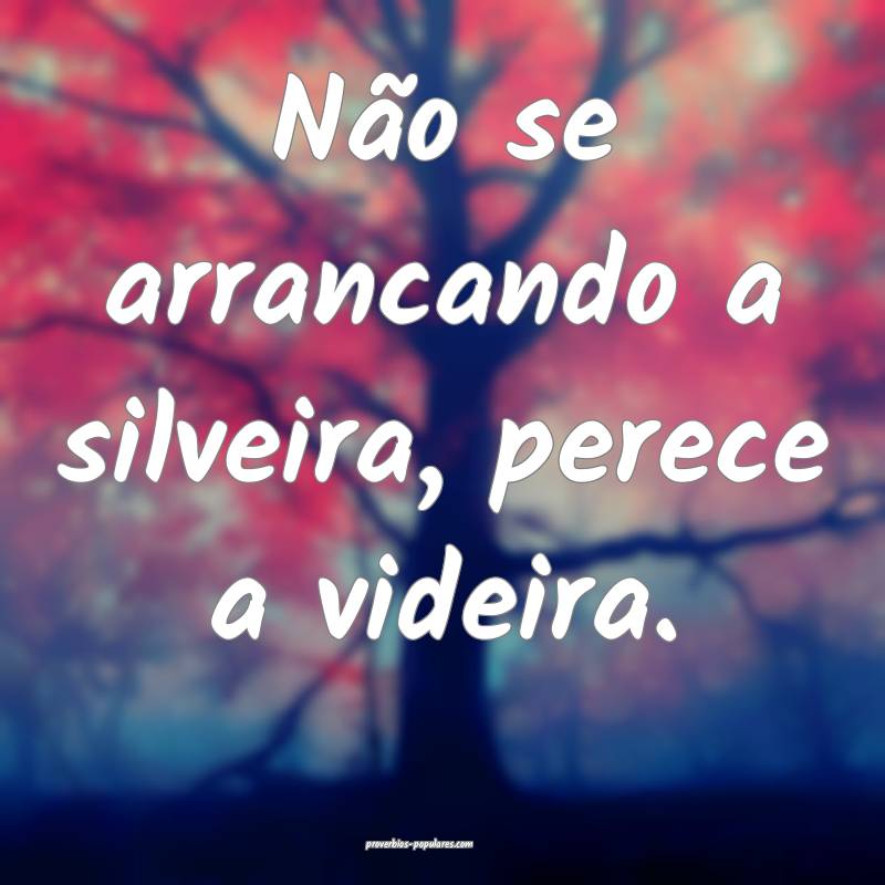 Não se arrancando a silveira, perece a videira.
...