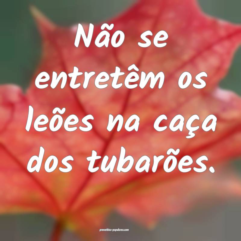 Não se entretêm os leões na caça dos tubarões.
...