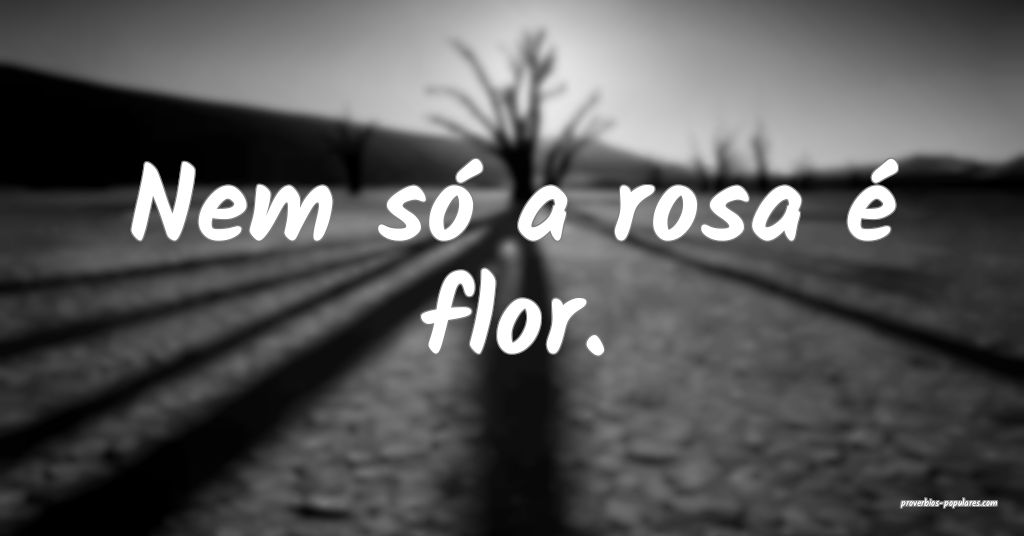 Nem só a rosa é flor.
...