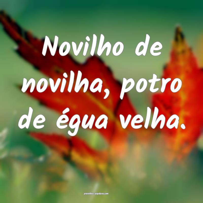 Novilho de novilha, potro de égua velha.
...