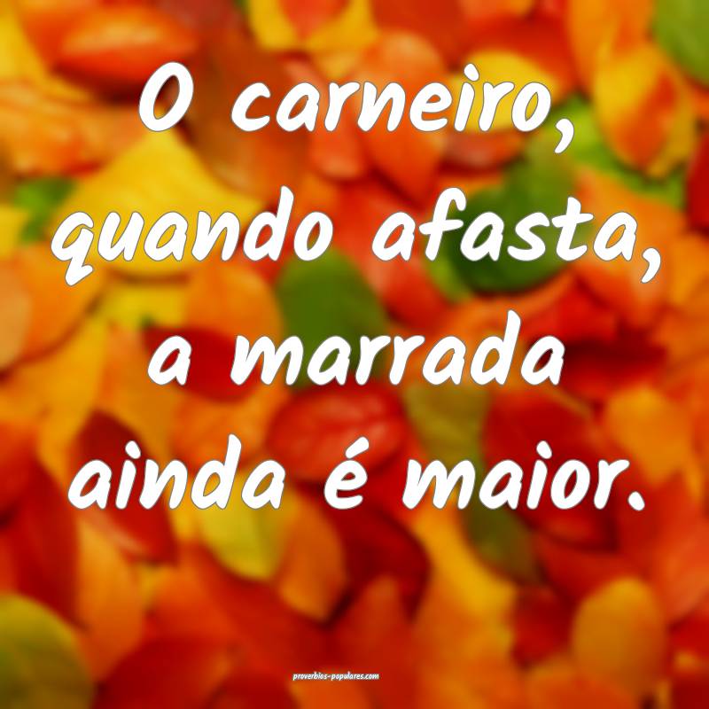 O carneiro, quando afasta, a marrada ainda é maior.
...