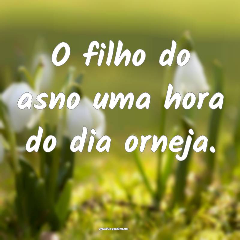 O filho do asno uma hora do dia orneja.
...