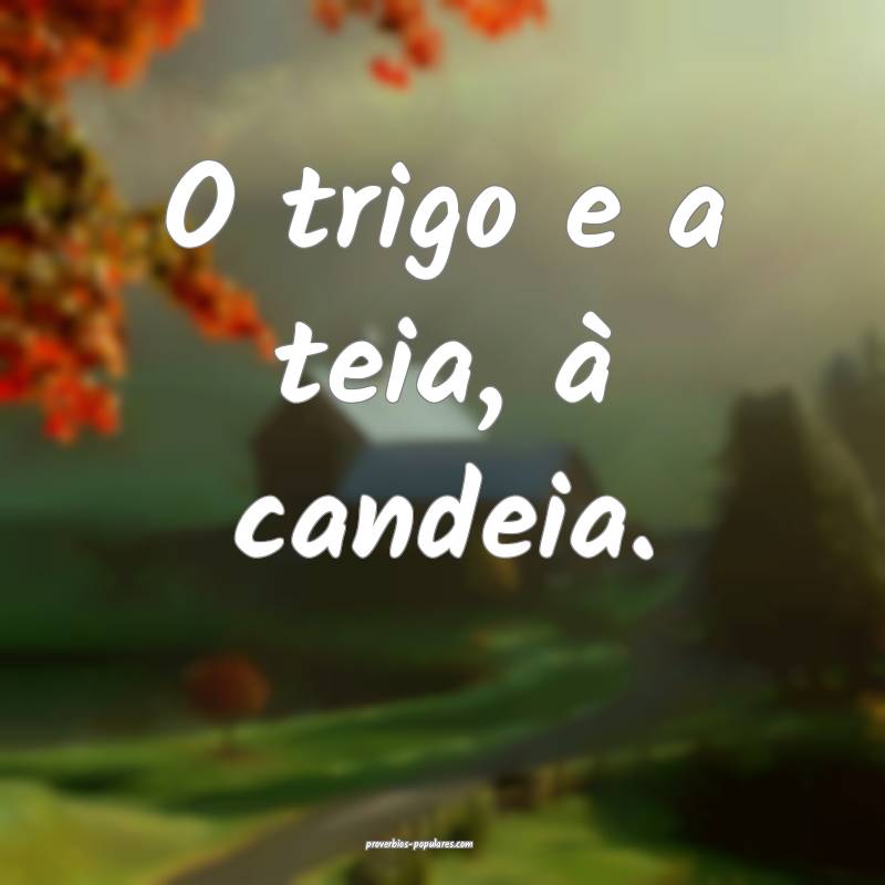 O trigo e a teia, à candeia.
...