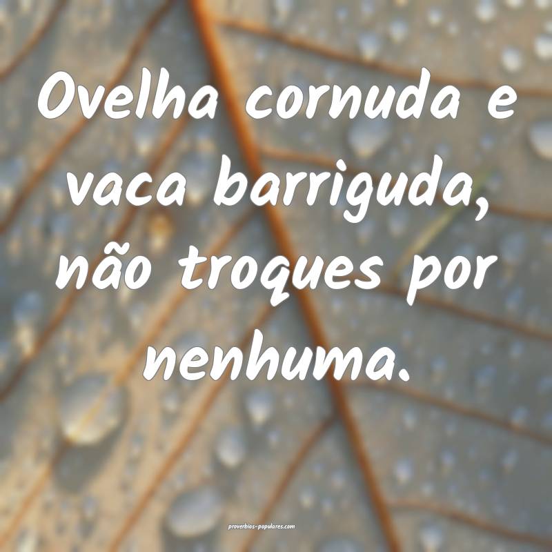 Ovelha cornuda e vaca barriguda, não troques por  ...
