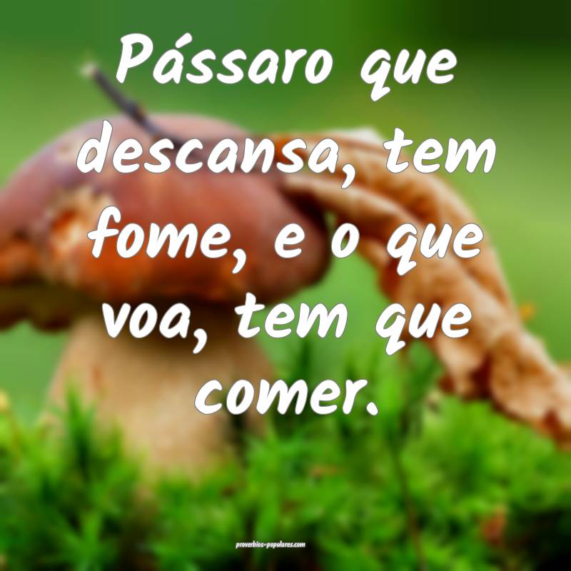 Pássaro que descansa, tem fome, e o que voa, tem  ...