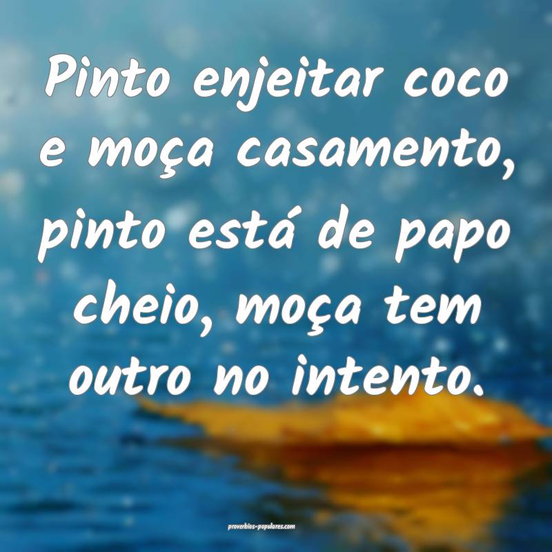 Pinto enjeitar coco e moça casamento, pinto está de papo cheio, moç...