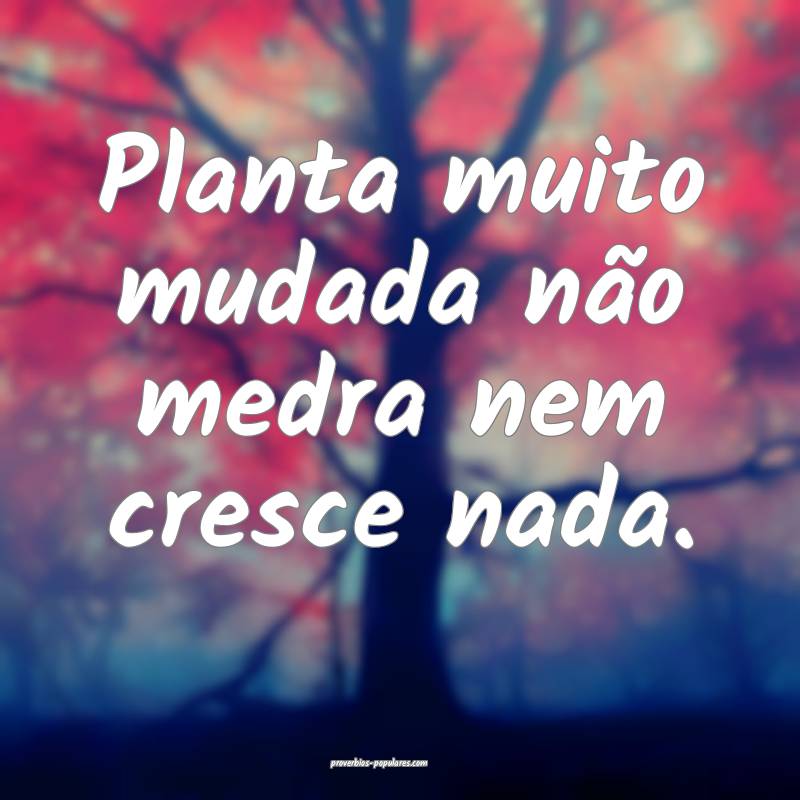 Planta muito mudada não medra nem cresce nada.
...