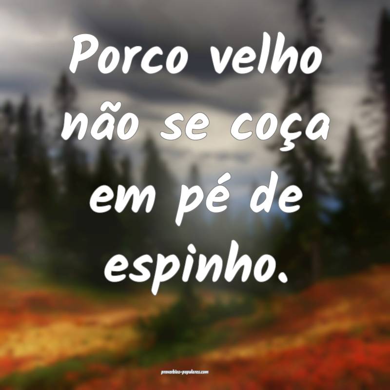 Porco velho não se coça em pé de espinho.
...