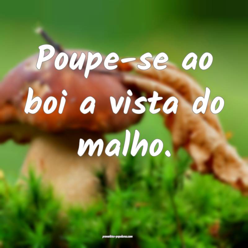 Poupe-se ao boi a vista do malho.
...