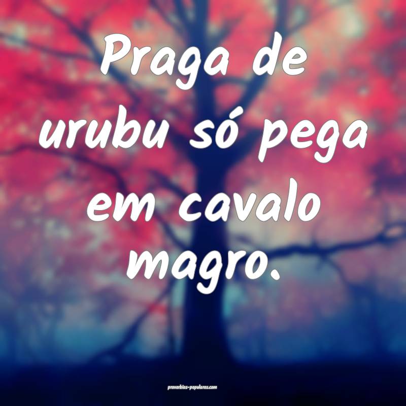 Praga de urubu só pega em cavalo magro.
 ...