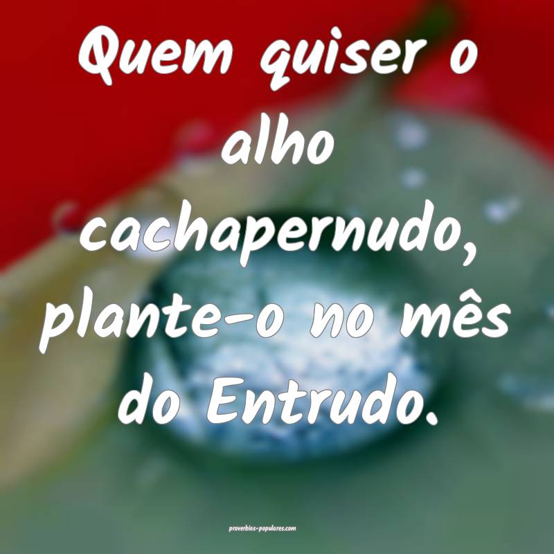 Quem quiser o alho cachapernudo, plante-o no mês  ...
