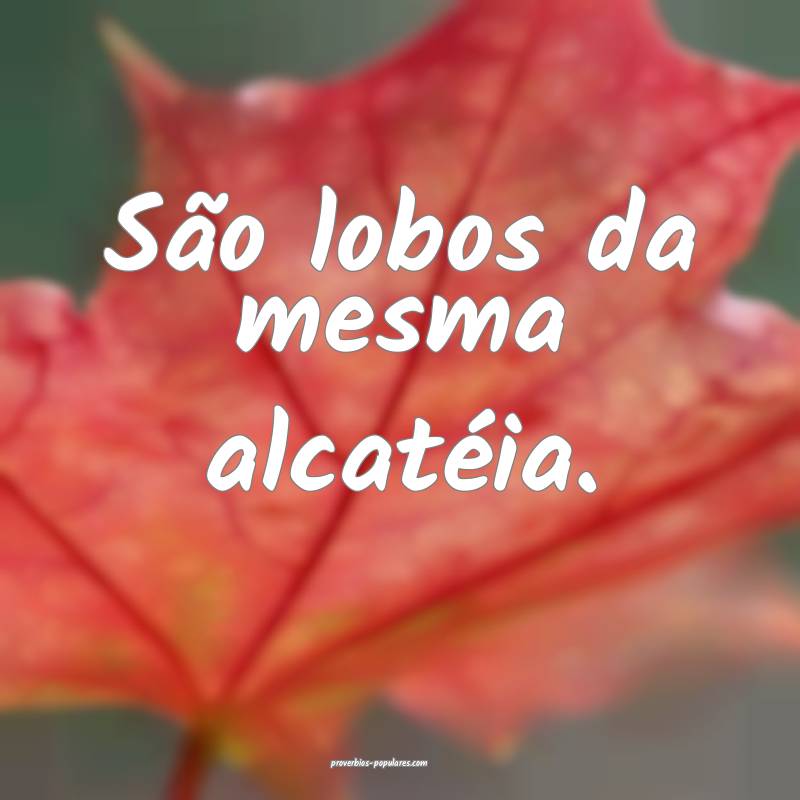 São lobos da mesma alcatéia.
...