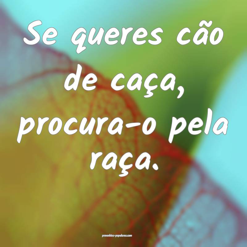 Se queres cão de caça, procura-o pela raça.
...