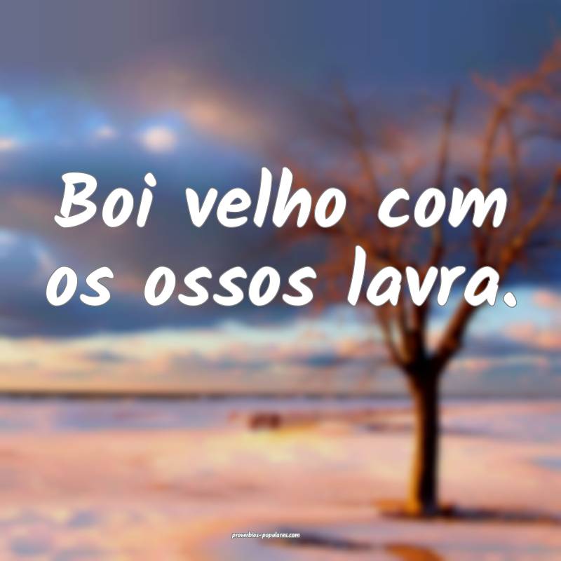 Boi velho com os ossos lavra.
...