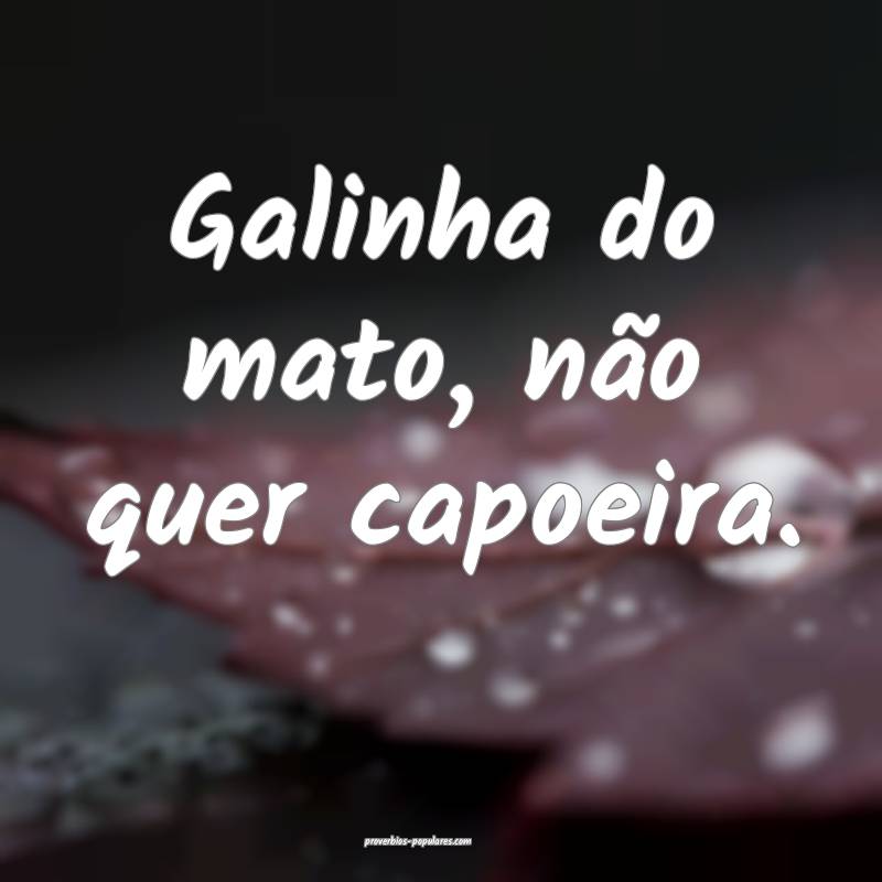 Galinha do mato, não quer capoeira.
...