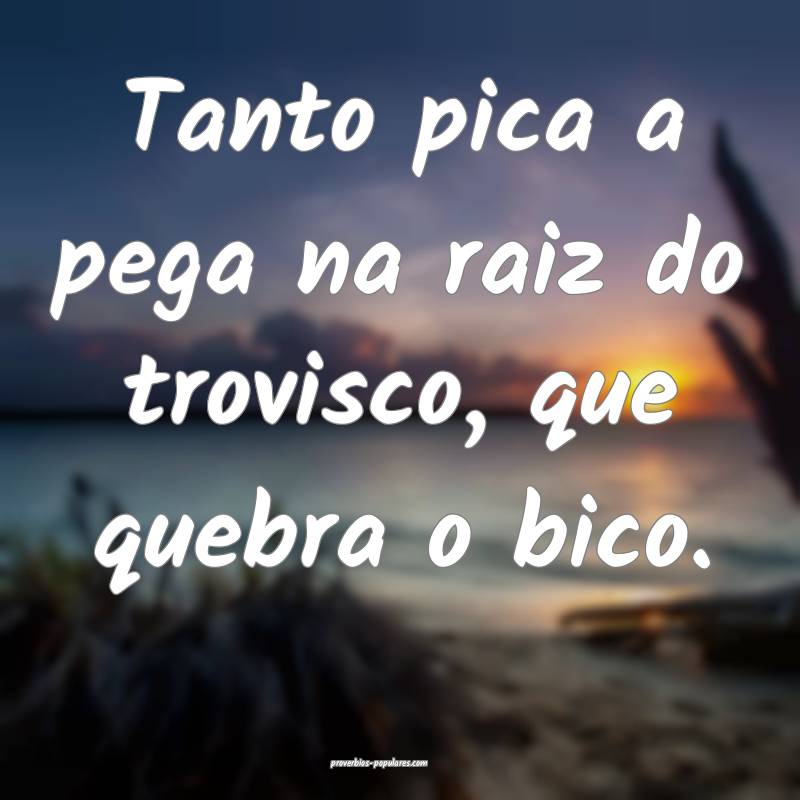 Tanto pica a pega na raiz do trovisco, que quebra o bico.
...