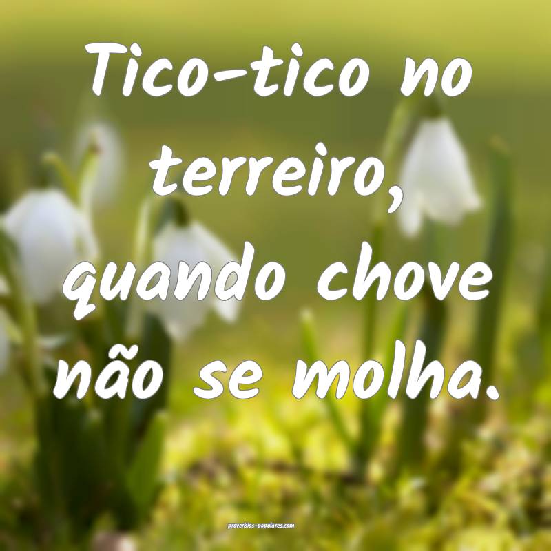 Tico-tico no terreiro, quando chove não se molha.
...
