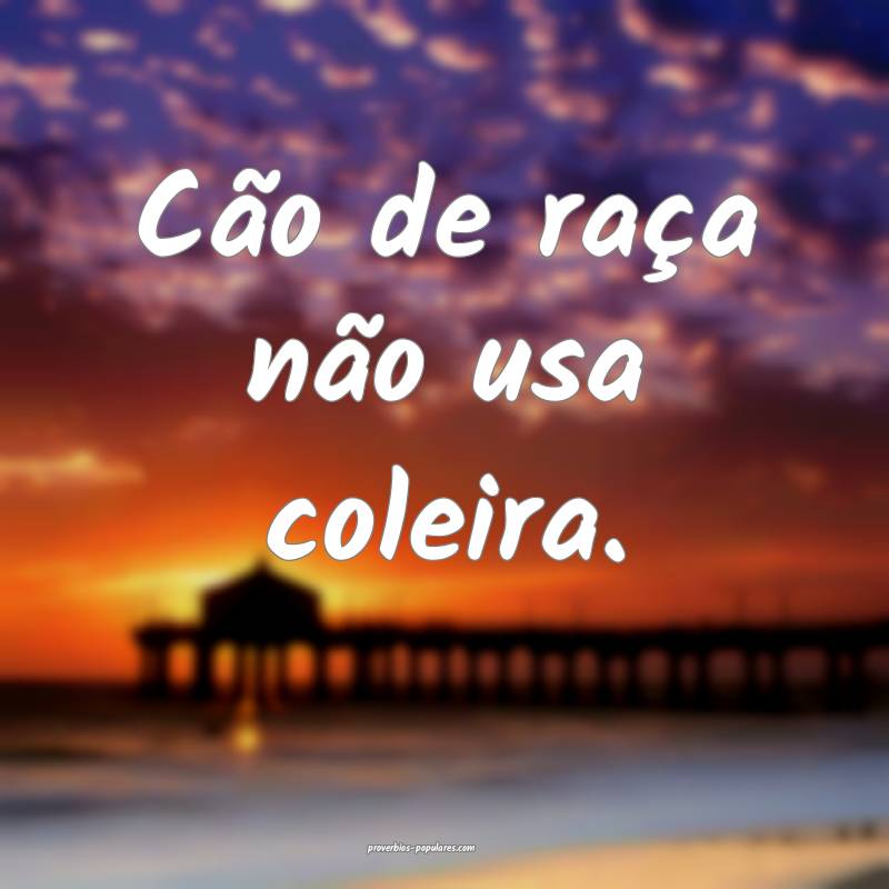 Cão de raça não usa coleira.
...