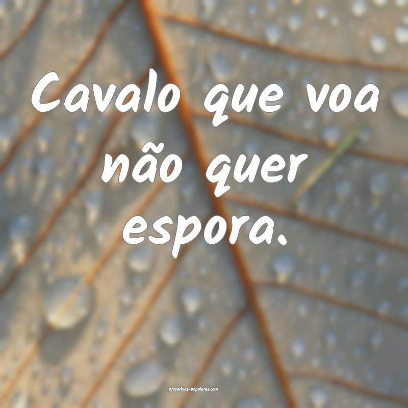 Cavalo que voa não quer espora.
 ...