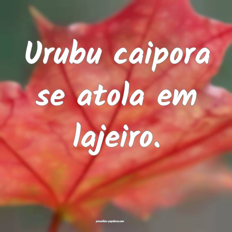 Urubu caipora se atola em lajeiro.
...