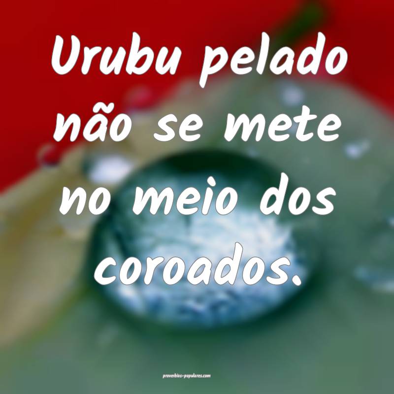 Urubu pelado não se mete no meio dos coroados.
 ...