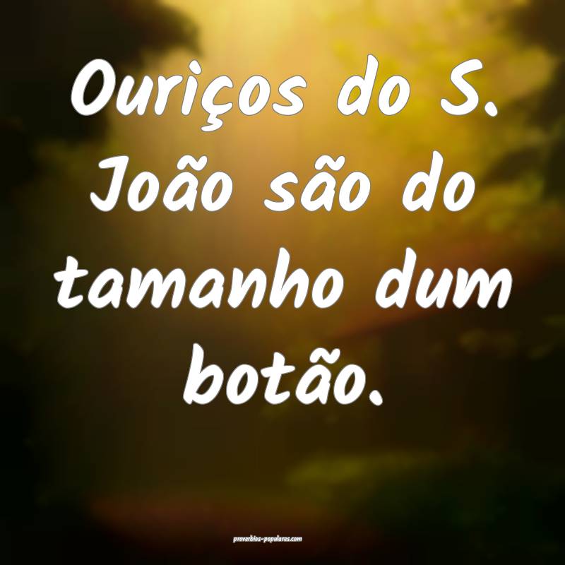 Ouriços do S. João são do tamanho dum botão.
...