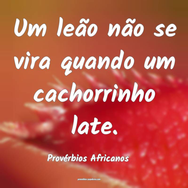 Um leão não se vira quando um cachorrinho late.
...