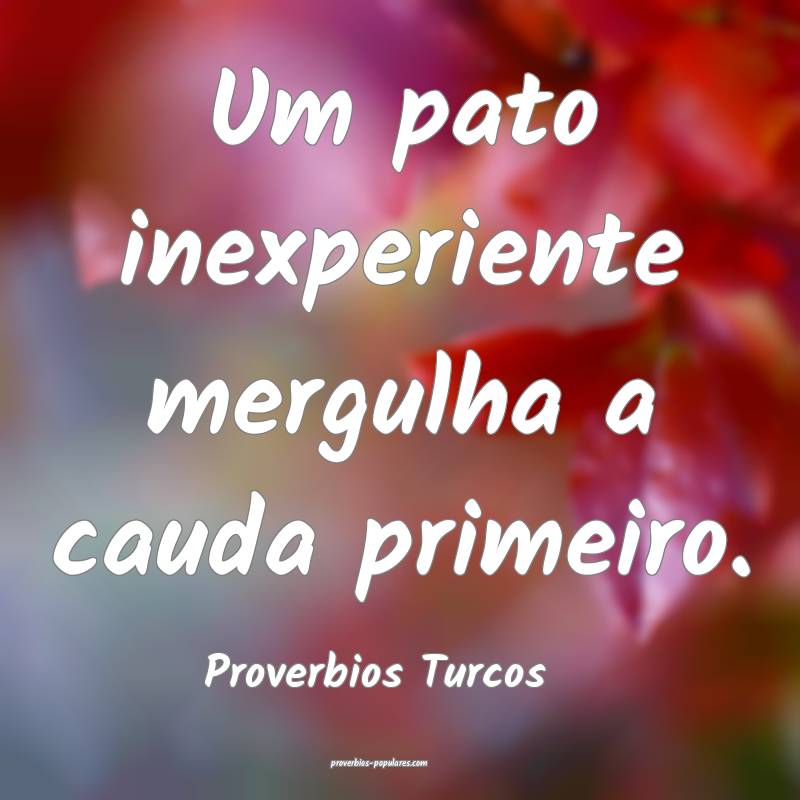 Um pato inexperiente mergulha a cauda primeiro.
...