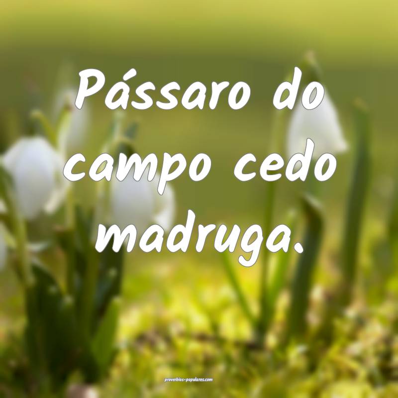 Pássaro do campo cedo madruga.
...
