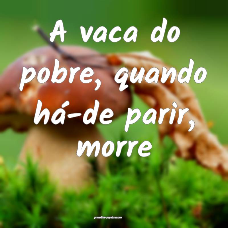 A vaca do pobre, quando há-de parir, morre...