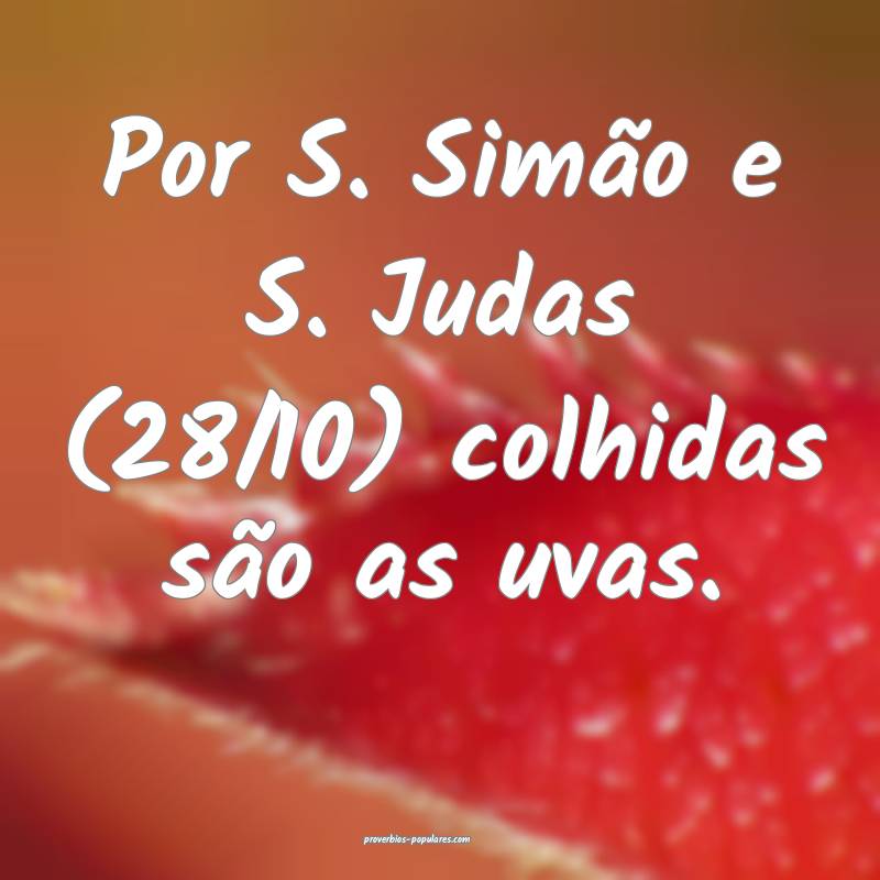 Por S. Simão e S. Judas (28/10) colhidas são as uvas.
...