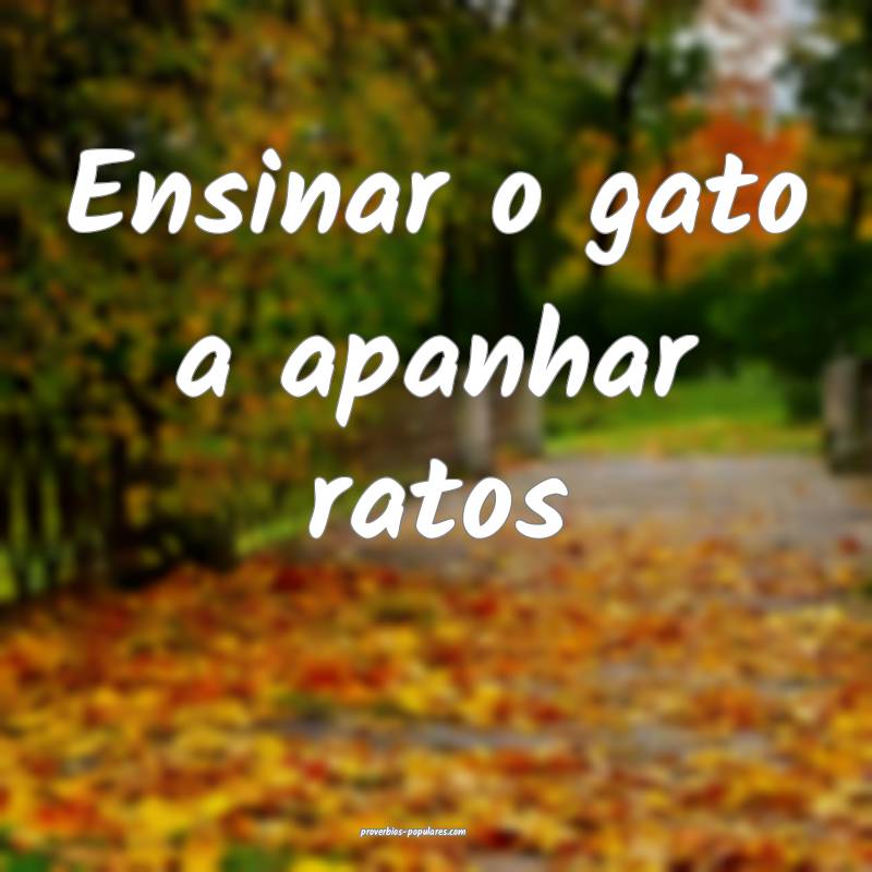 Ensinar o gato a apanhar ratos...