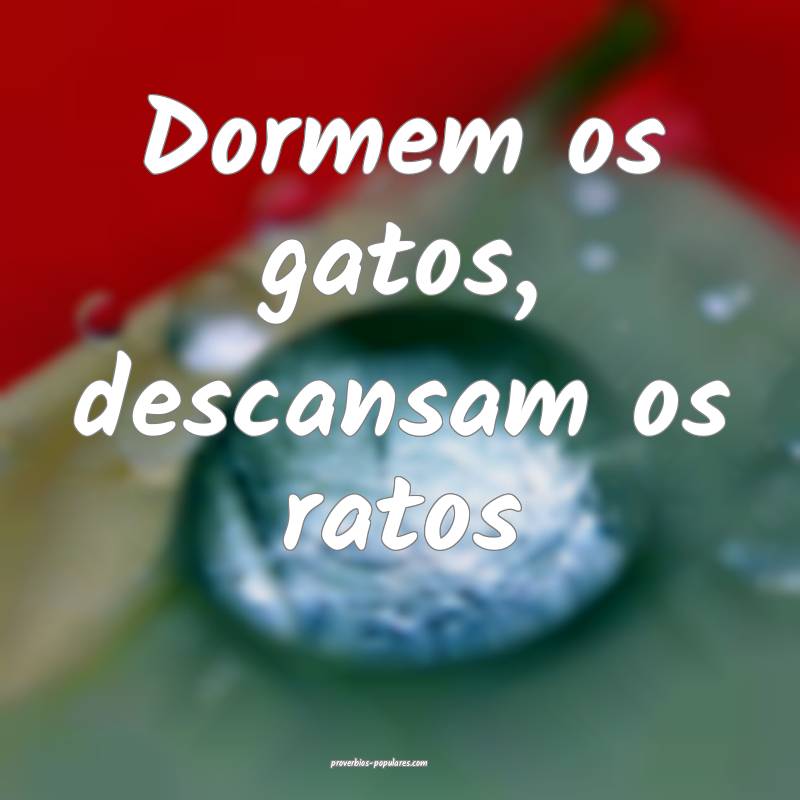 Dormem os gatos, descansam os ratos...