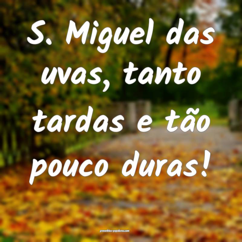 S. Miguel das uvas, tanto tardas e tão pouco duras!...