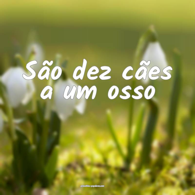 São dez cães a um osso...