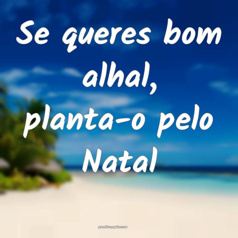 Se queres bom alhal, planta-o pelo Natal...