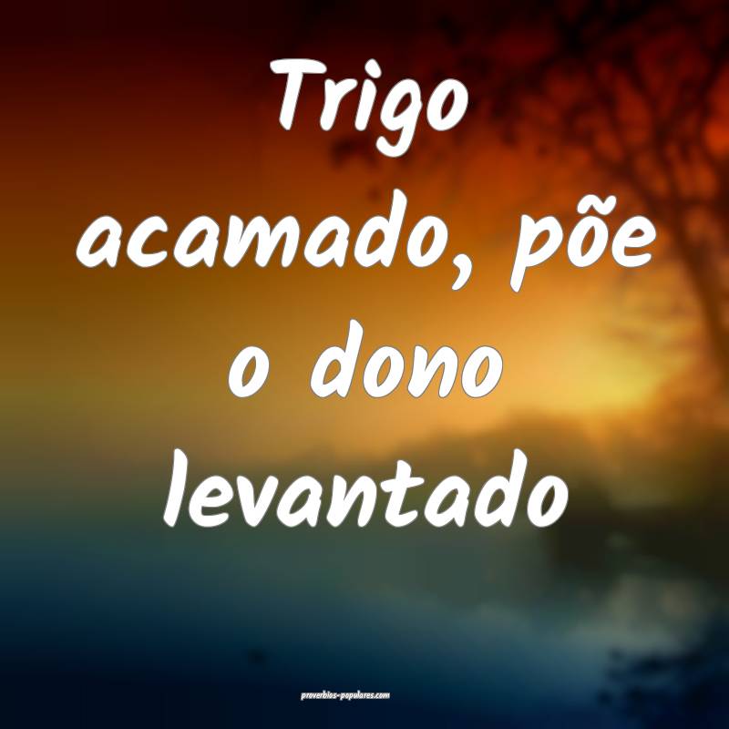 Trigo acamado, põe o dono levantado ...
