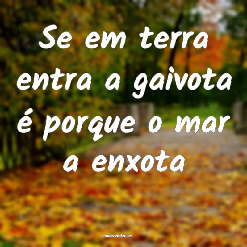 Se em terra entra a gaivota é porque o mar a enxo ...
