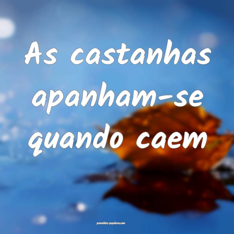 As castanhas apanham-se quando caem ...