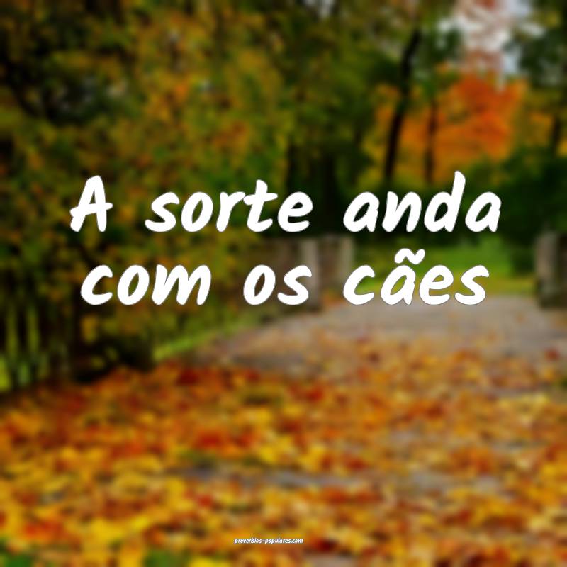 A sorte anda com os cães ...