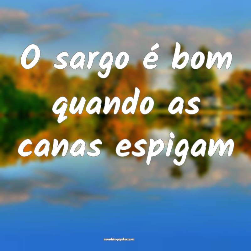 O sargo é bom quando as canas espigam ...