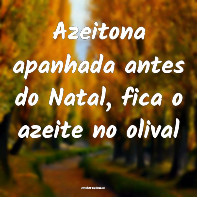Azeitona apanhada antes do Natal, fica o azeite no ...