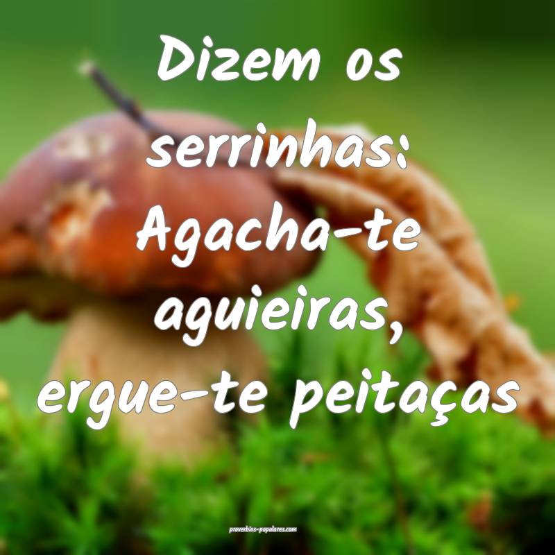 Dizem os serrinhas: Agacha-te aguieiras, ergue-te  ...